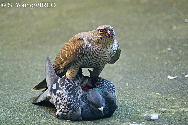 Eurasian Sparrowhawk y03-14-022.jpg